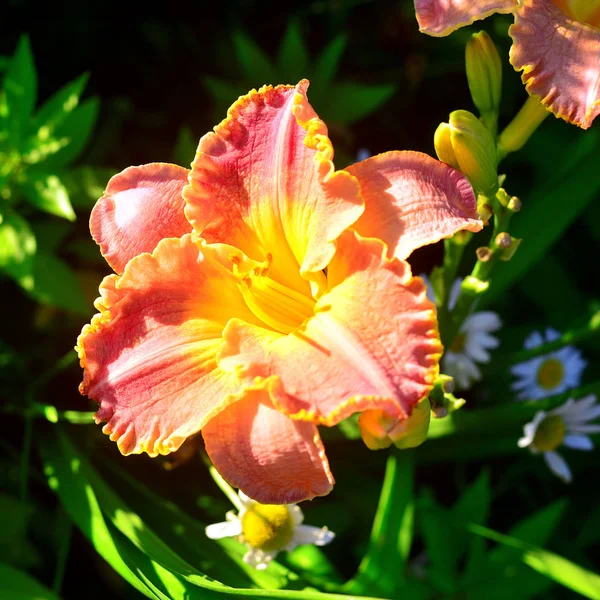 Красиві Квіти Лілії Саду Тлі Газону Ромашок Клумби — стокове фото