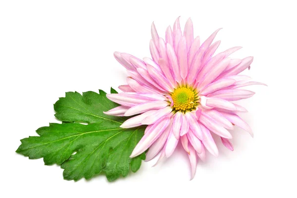 美丽的粉红色菊花 叶子在白色背景上分离 植物和植物群 创意和时尚的概念 情人节 亲爱的平躺 顶部视图 — 图库照片