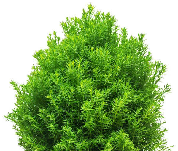 Thuja Ramas Peluche Primer Plano Aislado Sobre Fondo Blanco —  Fotos de Stock