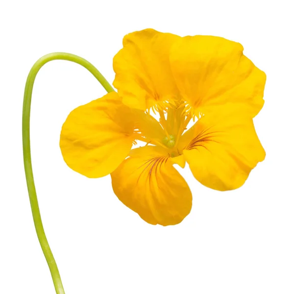 Yellow Nasturtium Flower Macro Curved Shape Isolated White Background Flat — Stock Photo, Image