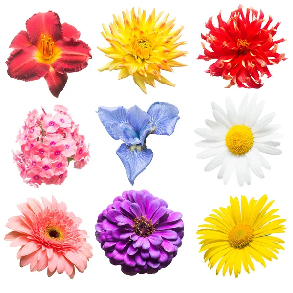 Bloemen Collectie Van Geassorteerde Phlox Gerbera Iris Kamille Dahlia Dag — Stockfoto