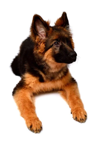 Fluffy German Shepherd Dog Isolated White Background Puppy Beautiful Funny — Stock Photo, Image