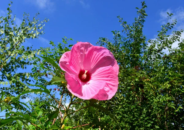 Belo Hibisco Rosa Jardim — Fotografia de Stock