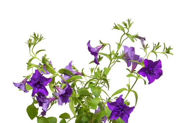 Flowers Purple Petunias Isolated White Background Flowerbeds Garden Flat Lay — Stock Photo, Image