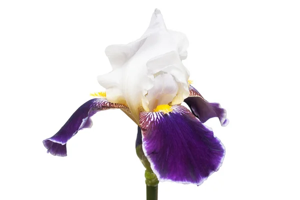 Vit Lila Blomma Iris Isolerad Vit Bakgrund Bröllopskort Platt Ligg — Stockfoto