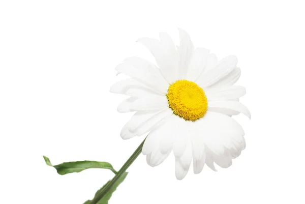 Egy Fehér Margaréta Virág Elszigetelt Fehér Background Lapos Feküdt Top — Stock Fotó