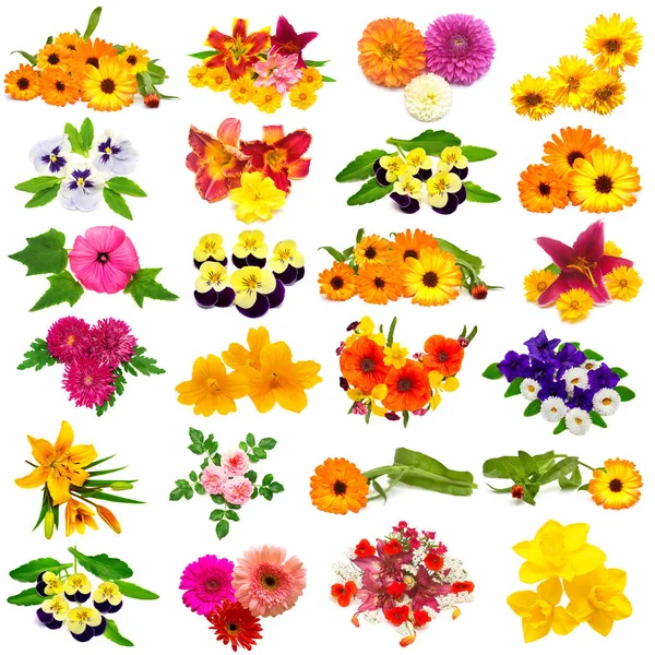 Bloemen Collectie Rozen Papavers Dahlia Lelies Chamomiles Hibiscus Chrysant Duizendblad — Stockfoto