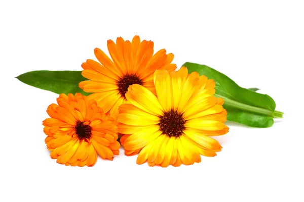 Flores Calêndula Officinalis Buquê Com Folhas Isoladas Fundo Branco Marigolds — Fotografia de Stock