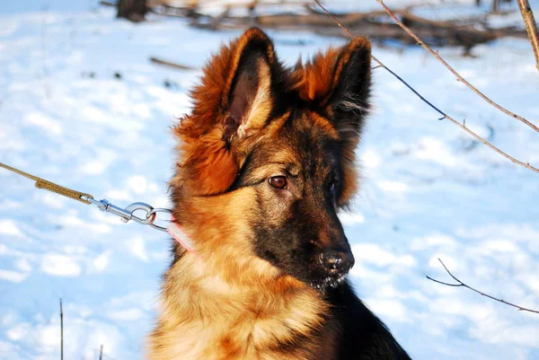 雪鎖との散歩に冬に子犬のジャーマン シェパード犬の肖像画 — ストック写真