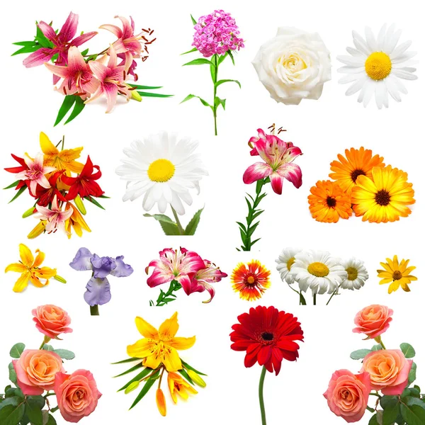 Samling Vackra Färgglada Blommor Rosor Iris Ringblommor Prästkragar Liljor Och — Stockfoto