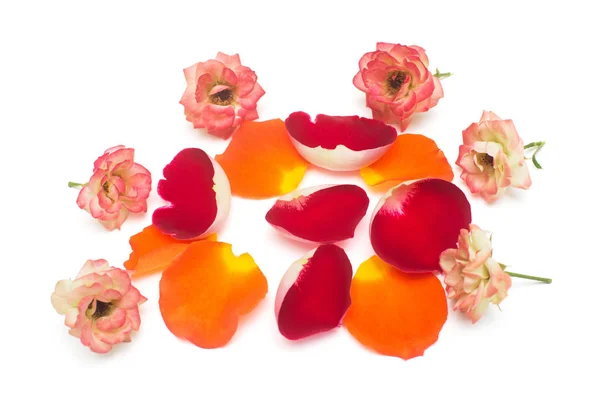 Une Belle Variété Fleurs Pulvérisation Roses Rumba Avec Des Pétales — Photo