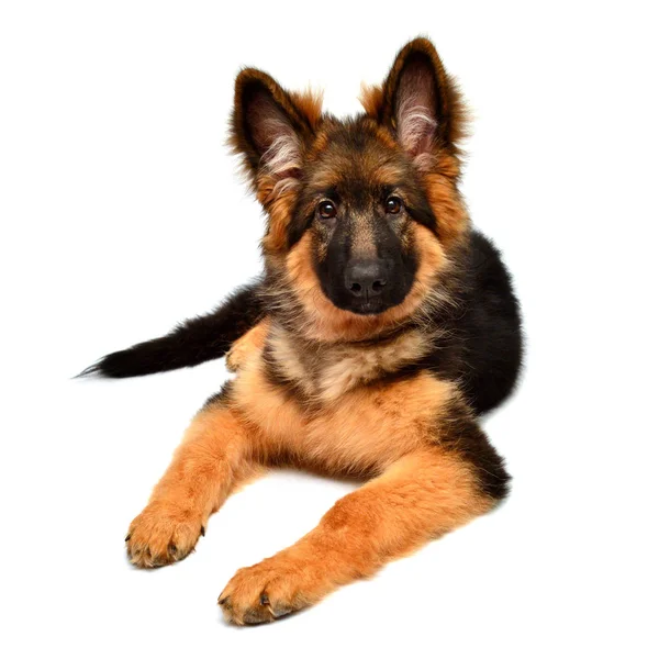 Fluffy German Shepherd Dog Isolated White Background Puppy Beautiful Funny — Stock Photo, Image