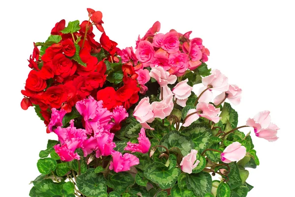 Assortiment Fleurs Intérieures Bégonias Roses Rouges Cyclamen Isolé Sur Fond — Photo