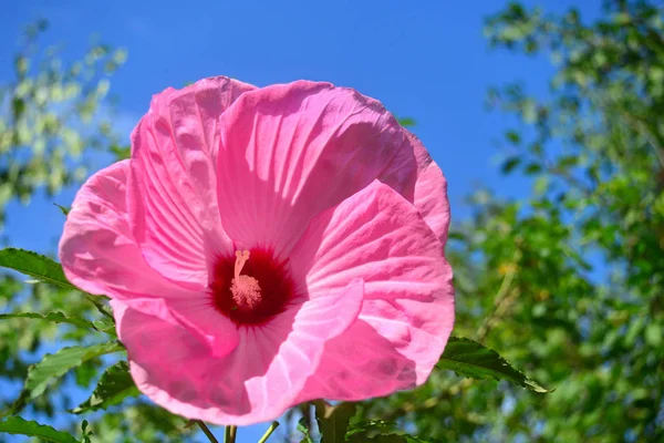 Güzel Pembe Hibiscus Bahçe — Stok fotoğraf