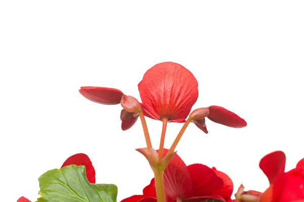 Begonia Fleurs Rouges Isolées Sur Fond Blanc Couché Plat Vue — Photo