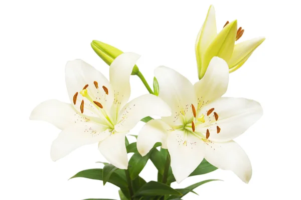 Bouquet Von Schönen Zarten Weißen Lilien Isoliert Auf Weißem Hintergrund — Stockfoto