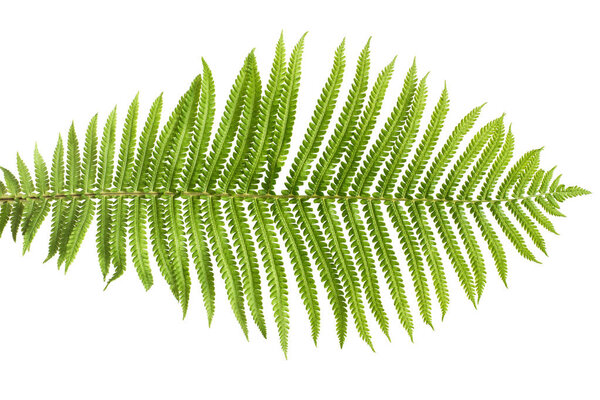 Fern leaf macro isolated on white background. Green. Flat lay, top view 