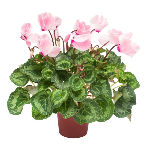 Pink Cyclamen Flower Pot Isolated White Background Summer Spring Flat — Stock Photo, Image
