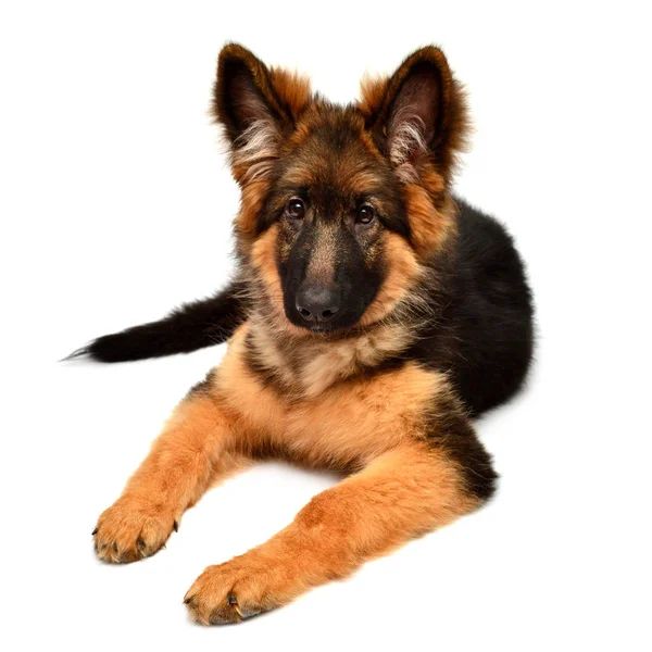 Fluffy German Shepherd Dog Isolated White Background Puppy Beautiful Funny — Stock Photo, Image