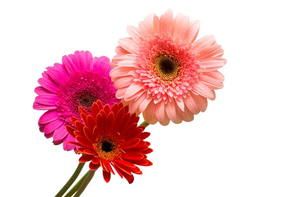 Bukiet Piękne Delikatne Kwiaty Gerbery Białym Tle Modne Kreatywnych Kompozycji — Zdjęcie stockowe