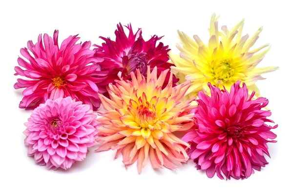 Bouquet of creative multi-colored flowers dahlia isolated on white background. Flat lay, top view