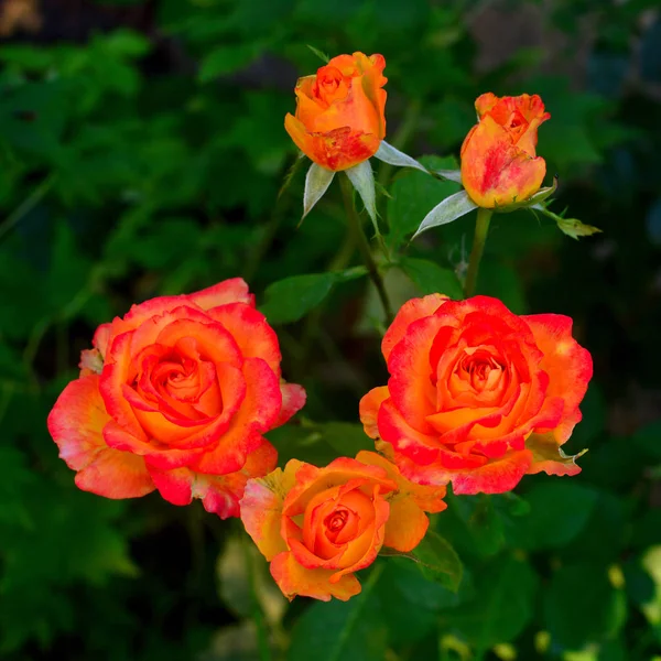 ピンクとオレンジの美しい花束の花芝生の背景に庭に芽のバラ 多くの緑と ランドス ケープ デザイン 多年生の植物 — ストック写真