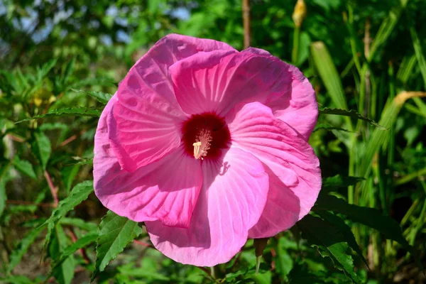Красивий Рожевий Гібіскус Саду — стокове фото