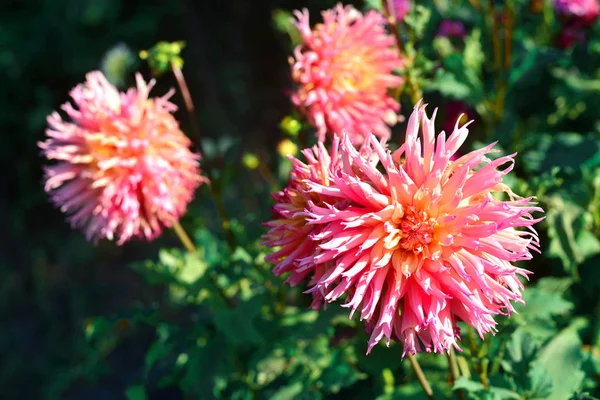 Çiçek Yatak Üzerinde Bahçedeki Çiçekleri Pembe Dahlias Güneşli Arka Işık — Stok fotoğraf