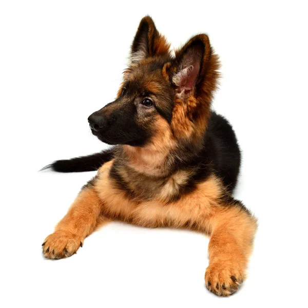 Fluffy German Shepherd Dog Isolated White Background Puppy Beautiful Funny — Stock Photo, Image