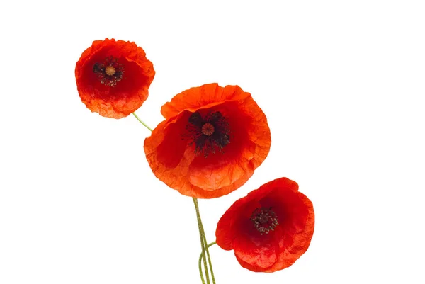 Strauß Wilder Roter Mohn Blume Isoliert Auf Weißem Hintergrund Flache — Stockfoto