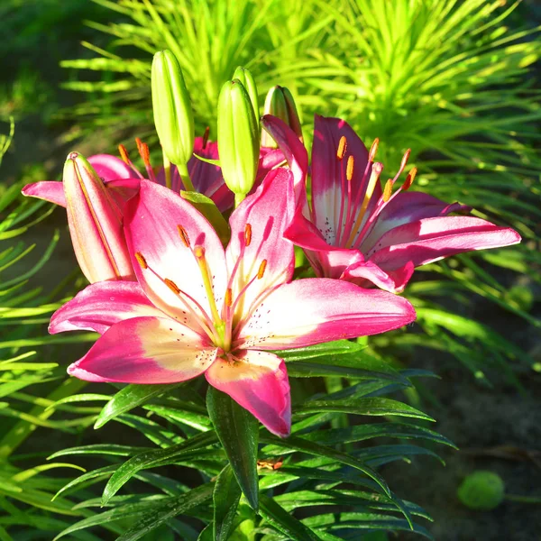 Canteiro Flores Bonito Com Lírios Liatris Jardim Dia São Valentim — Fotografia de Stock