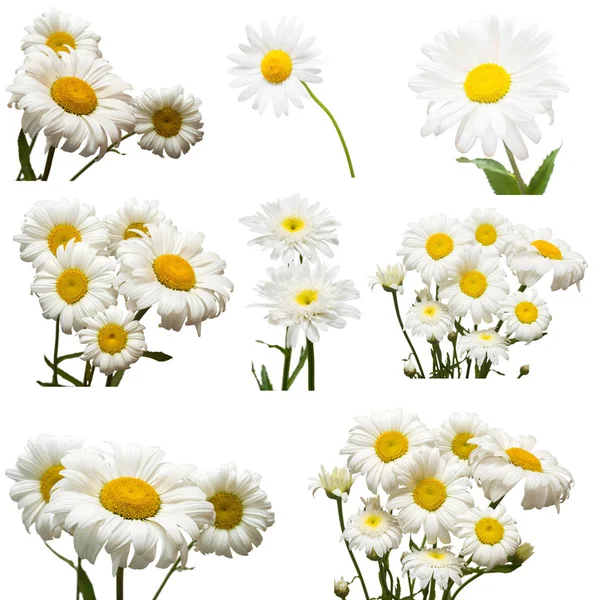 Collectie Van Bloemen Witte Margriet Geïsoleerd Witte Achtergrond — Stockfoto