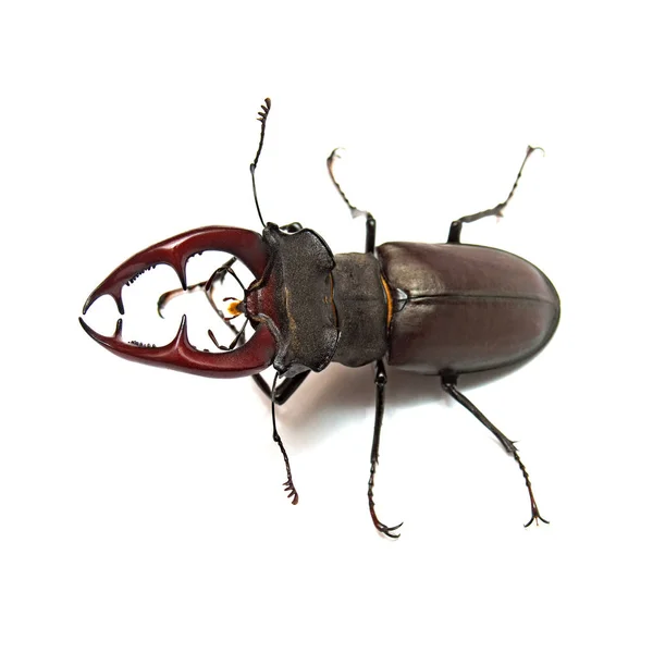 Ciervo escarabajo aislado sobre fondo blanco. Insecto. Macro — Foto de Stock