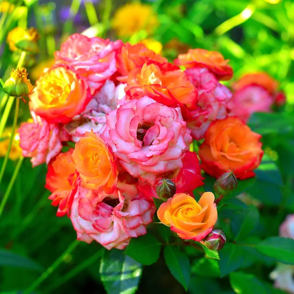 芝生の背景に庭の花バラの美しい花束 たくさんの緑 花のベッド ランドス ケープ デザイン 多年生の植物 — ストック写真