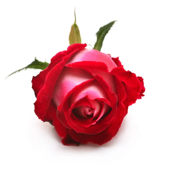 美しい花赤いはバラに孤立した白い背景です 結婚式のカード 挨拶を交わした フラット横たわっていた トップ ビュー 大好きです バレンタインの日 ロイヤリティフリーのストック画像
