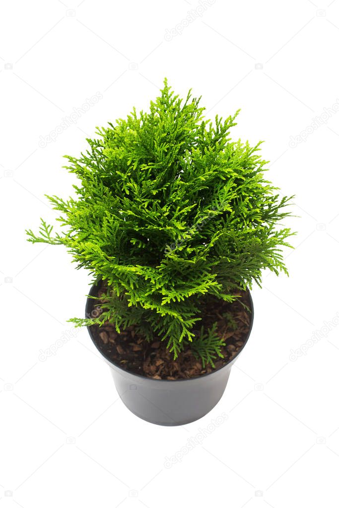 Thuja occidentalis danica isolated on white background. Coniferous trees. Flat lay, top view