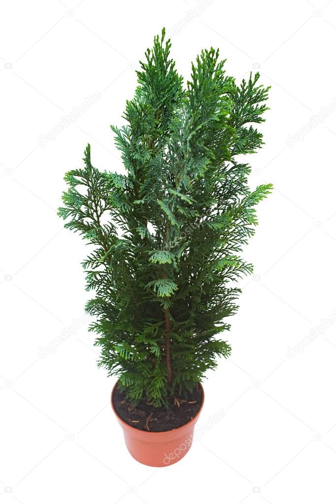 Cypress in pot isolated on white background. Coniferous trees