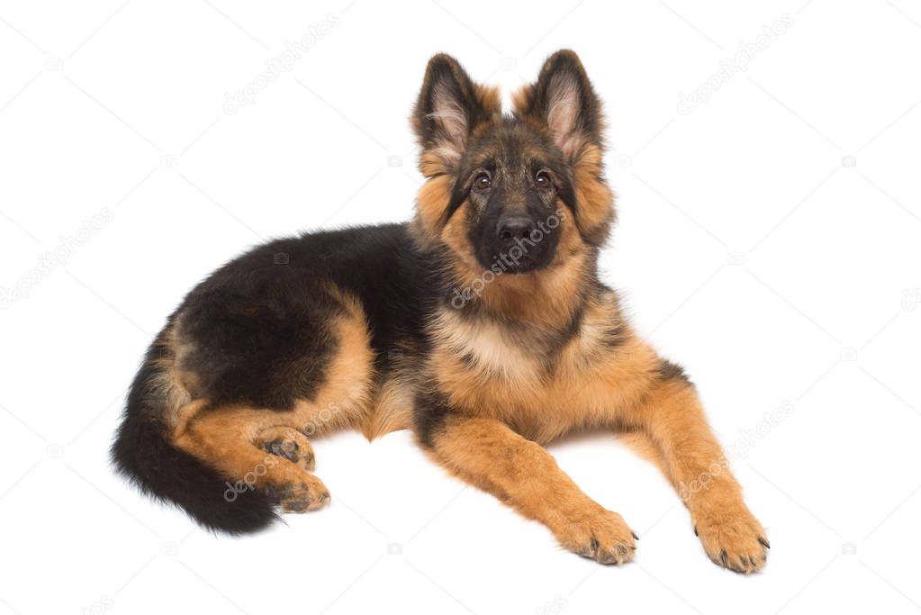 Fluffy German Shepherd dog isolated on white background. Puppy is beautiful, funny and attentive. Portrait, close-up, sitting