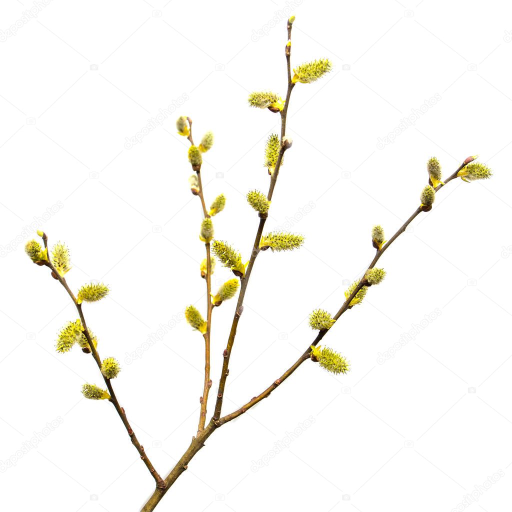 Flowering willow branches isolated on white background