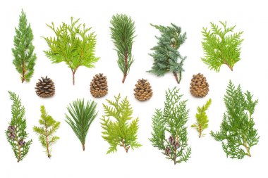 A collection of branches pine, juniper, thuja and cones isolated on white background. Coniferous trees. Winter. Christmas card. Flat lay, top view clipart