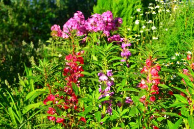 Bir çim zemin üzerine güzel çiçekler Impatiens balsamina