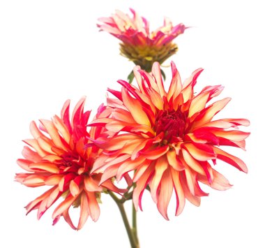 Çiçekler beyaz arka plan üzerinde izole güzel buket pembe dahlias makro doğa. Botanik, kavram, flora, fikir. Düz yatıyordu, en iyi görünüm. Düğün, Gelin, aşk