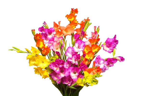 Vacker Bukett Mångfärgade Gladiolus Blommor Isolerad Vit Bakgrund Gul Röd — Stockfoto