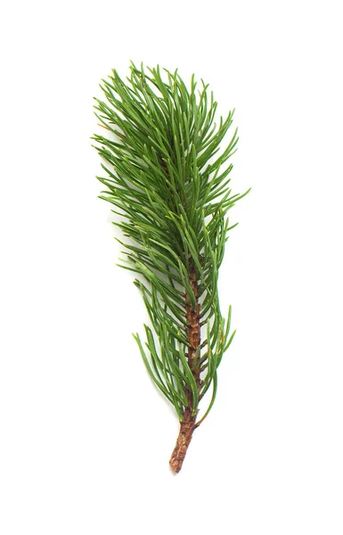 Beyaz Arka Plan Üzerinde Izole Koniler Ile Çam Pinus Mugo — Stok fotoğraf