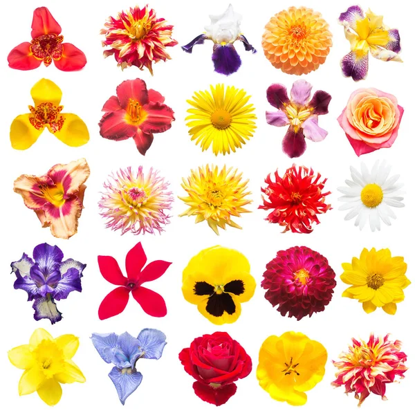 Colección Flores Surtidos Rosas Margaritas Iris Margaritas Tigridios Narcisos Tulipanes — Foto de Stock