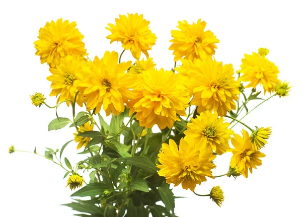 Bouquet Fleurs Rudbeckia Boule Isolé Sur Fond Blanc — Photo