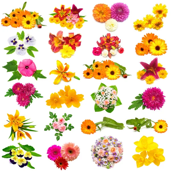 Bloemen Collectie Van Rozen Dahlia Lelies Chamomiles Hibiscus Chrysant Duizendblad — Stockfoto