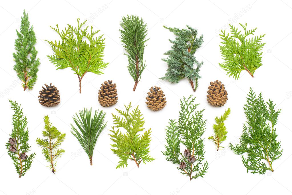 A collection of branches pine, juniper, thuja and cones isolated on white background. Coniferous trees. Winter. Christmas card. Flat lay, top view