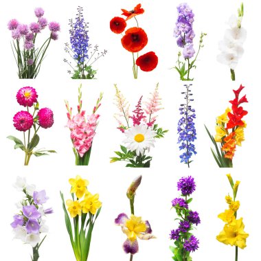 Koleksiyon güzel çiçekler çeşitli delphinium, Glayöl, lil