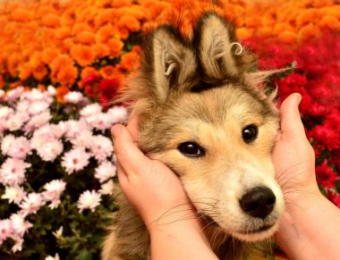 Kasımpatı çiçekleri bir arka plan üzerinde bir güzel komik köpek. 